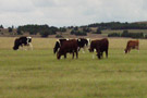 dairy farms